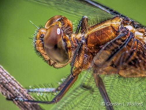 Dragonfly Closeup_DSCF06489.jpg - Photographed near Perth, Ontario, Canada.